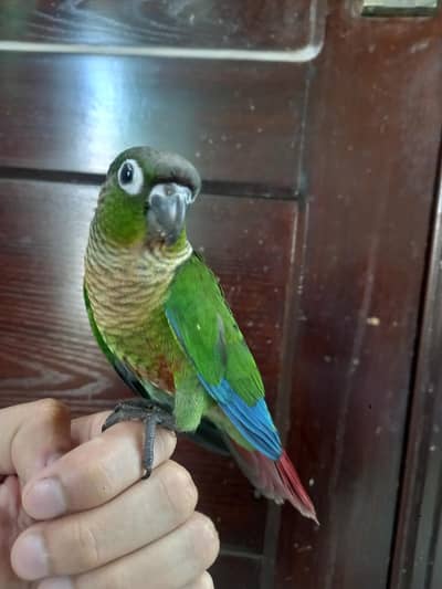 hand tammed conure parrot