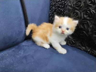 two cute Persian kittens