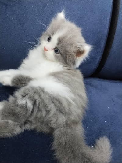 two cute Persian kittens