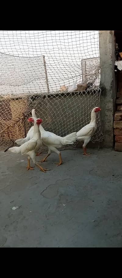 garman oh shamo females shamo females king size garman shamo female