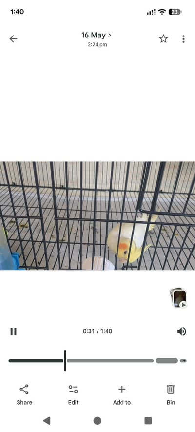 Cocktail breeder pair
