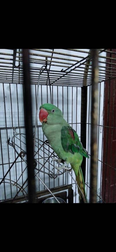 Raw parrot