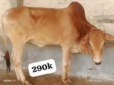 Bulls Available for Qurbani