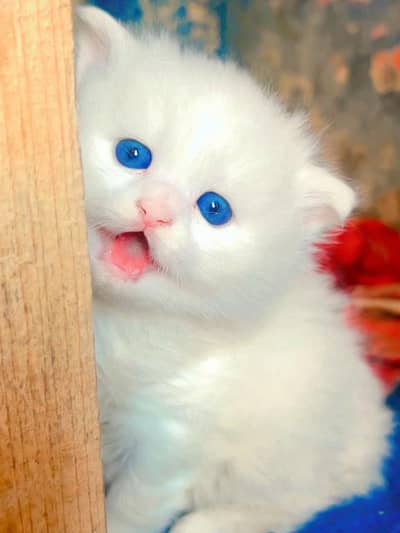 persian cat for sale MywatsapppNumber0348-55-58-176