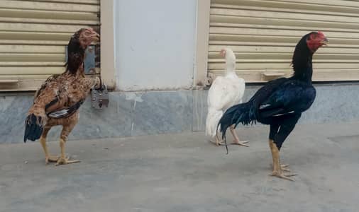 اصیل  مرغے اور مرغیاں