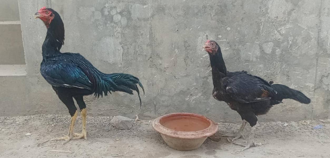 اصیل  مرغے اور مرغیاں 1