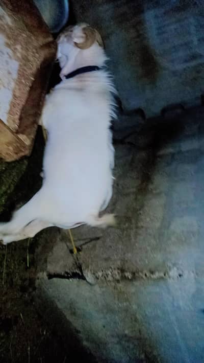 Bakara