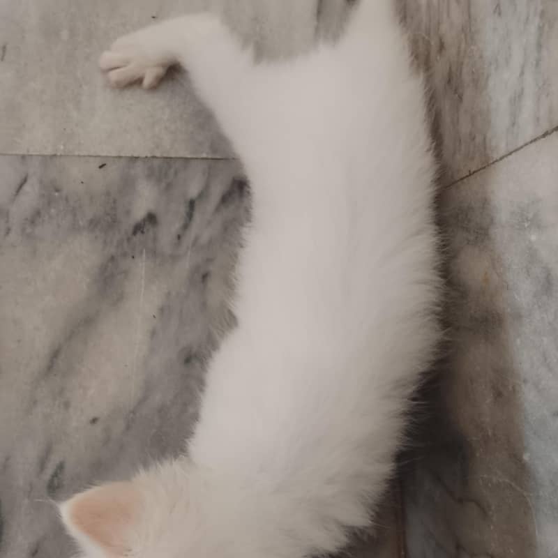 nice look persion kitten 0