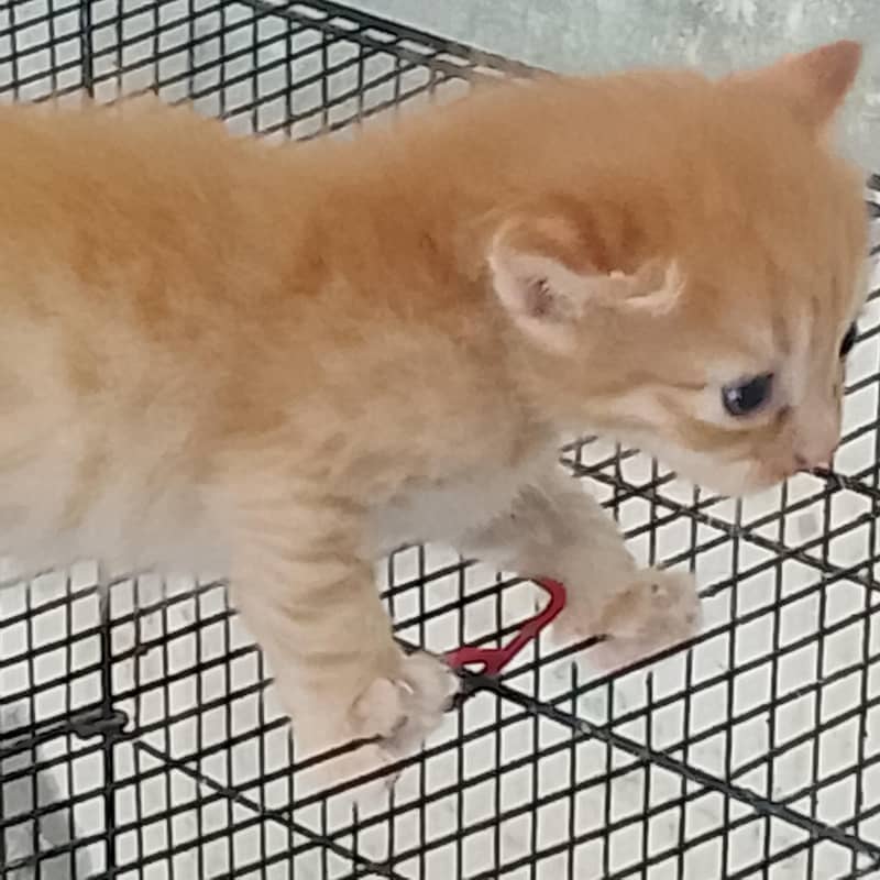 nice look persion kitten 1
