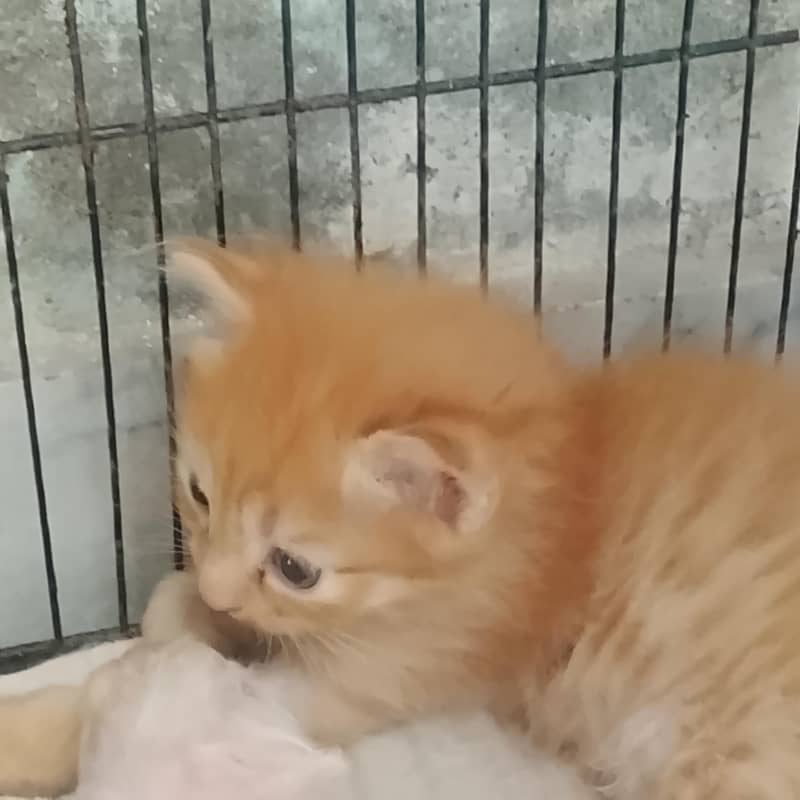 nice look persion kitten 2