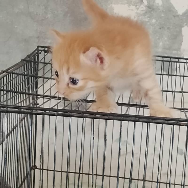 nice look persion kitten 3