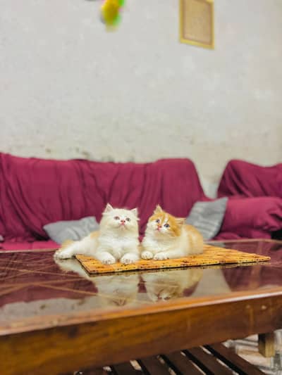 persian cat for sale MywatsapppNumber0348-55-58-176