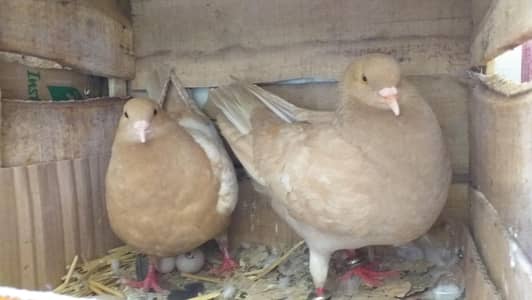 modena king full breedr pair