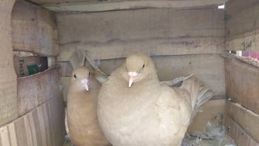 modena king full breedr pair