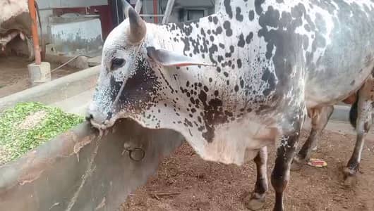Beautiful black & white speckled bull