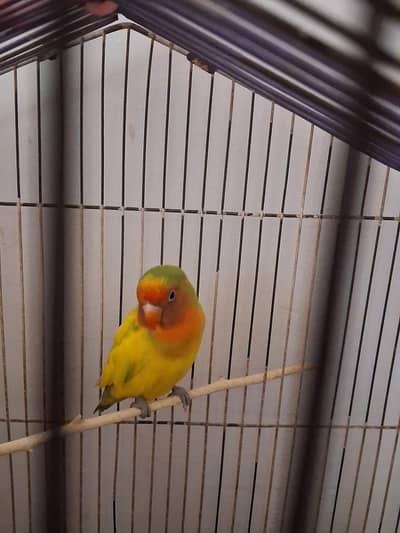 Healthy fischer love bird