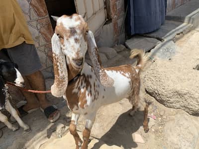 2 Bakriya hai For Sale