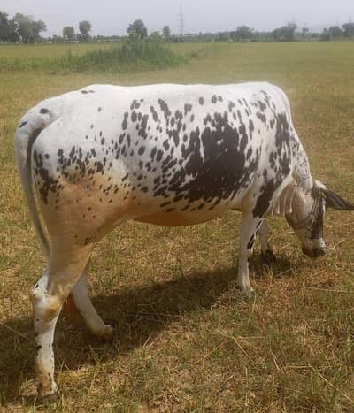 Qurbani cow