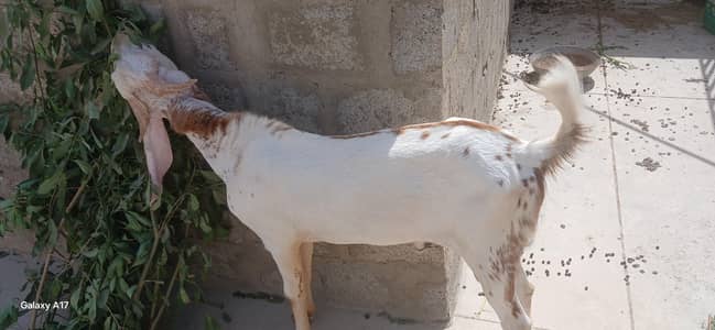 bakra for sale | goat | qurbani bakra | healthy bakra | active goats