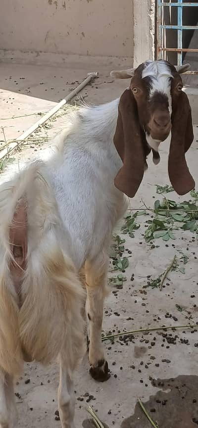 bakra for sale | goat | qurbani bakra | healthy bakra | active goats