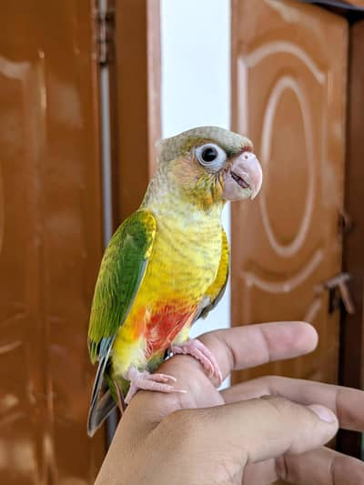red factor yellow sided conure for sale