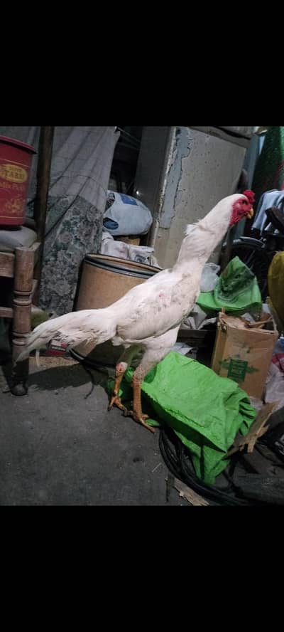 jarman shamo/ king shamo/ white shamo/ oh shamo  breedar yang male