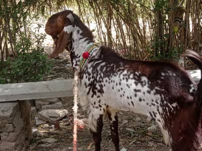 Bakra for qurbani