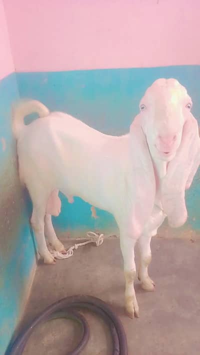Rajanpur bakra 15 month 2 daant