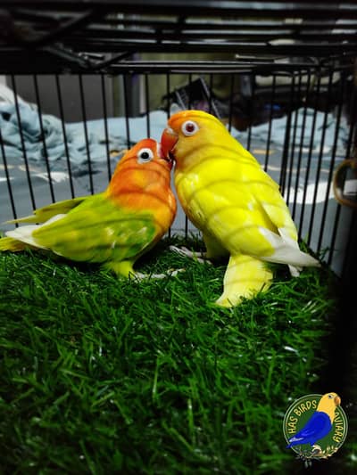 Creamino Split Opaline Male x Green Opaline/ino/B1b2