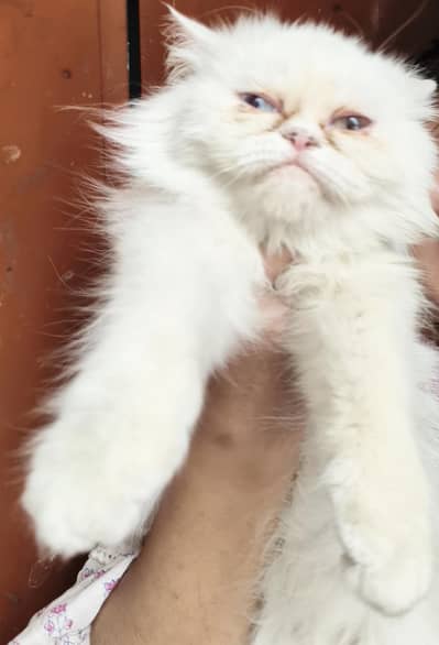 piki punch face female odd eyes