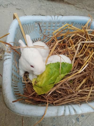 Cute & Healthy Fluffy Rabbits and Baby Bunnies for Sale 