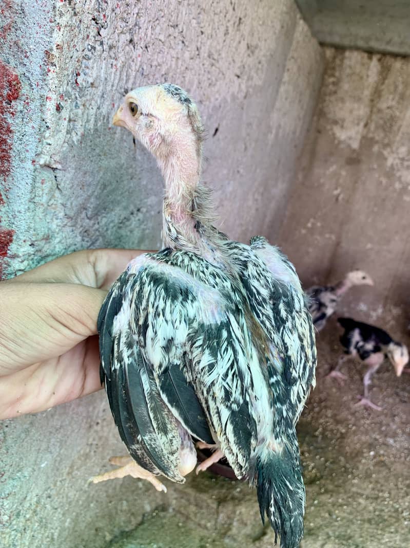 5 chicks 1
