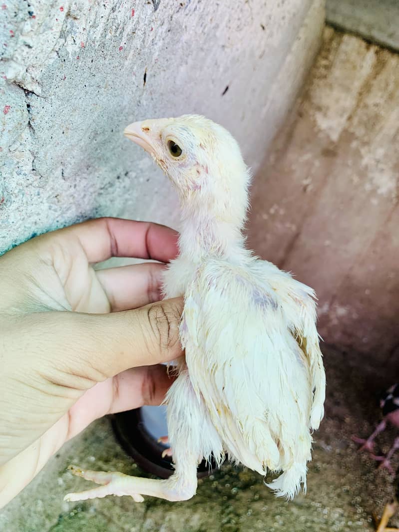 5 chicks 3