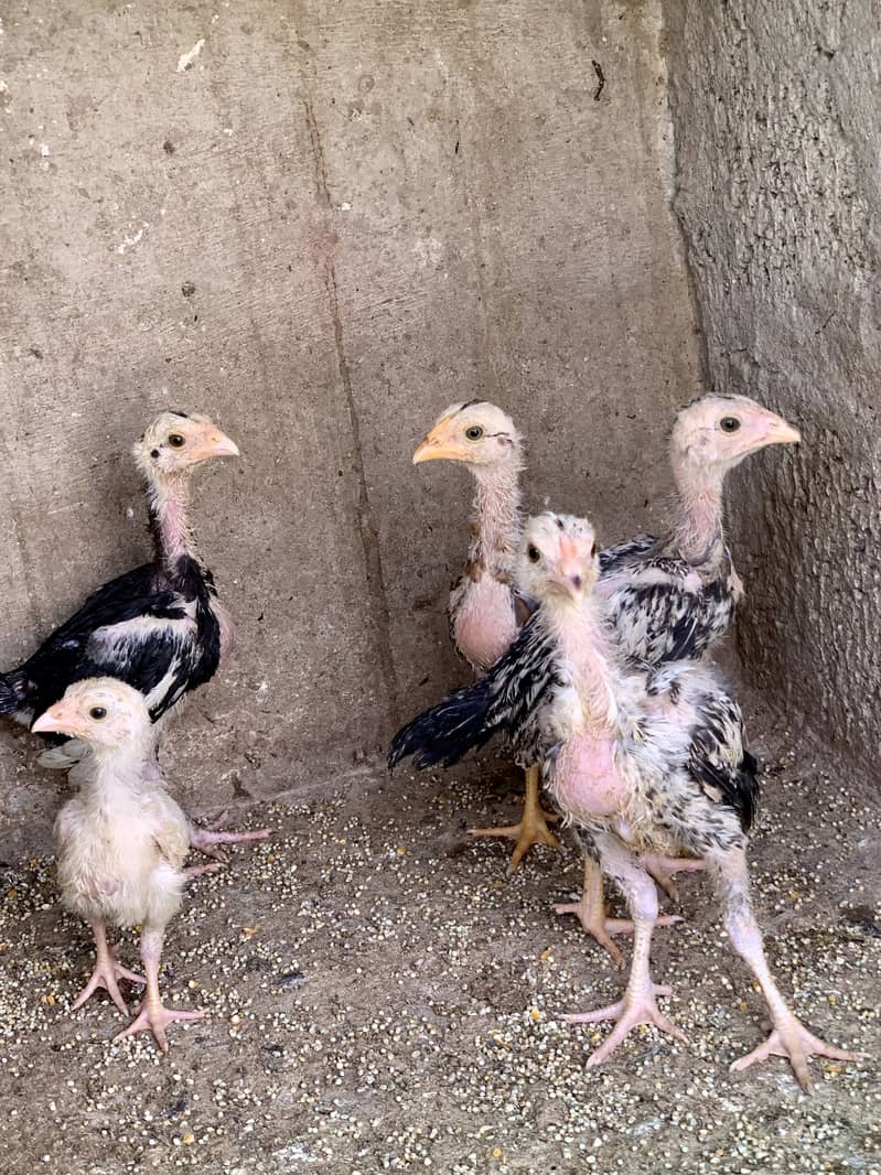 5 chicks 4