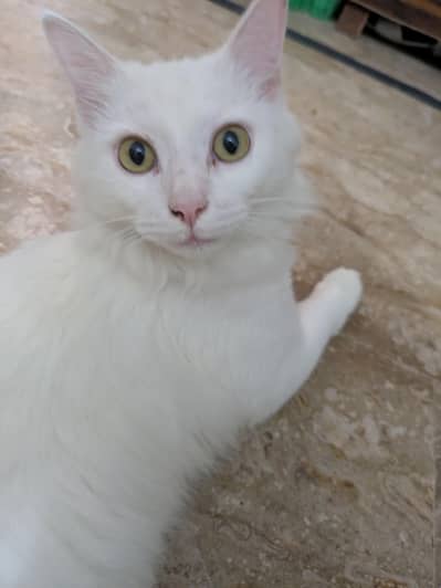 Persian cat