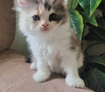 A healthy kitten is waiting for someone cute to adopt her