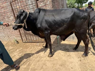 Qurbani k janwer Munasib rate pe available ha. . .