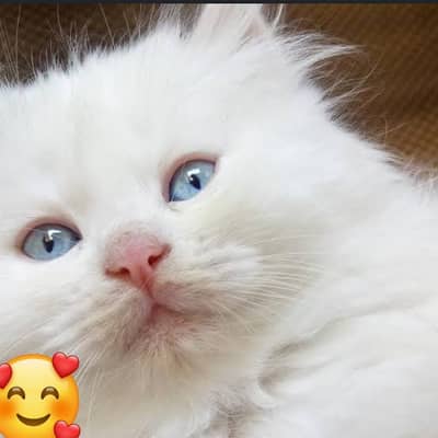 Adult cat first time briding