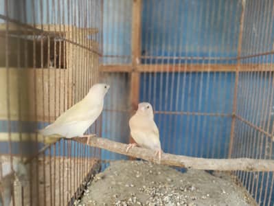Gouldian finch