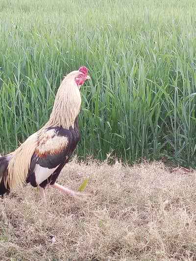 jawa murgha for sale