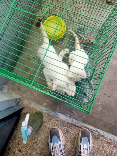 3baby Asian cat