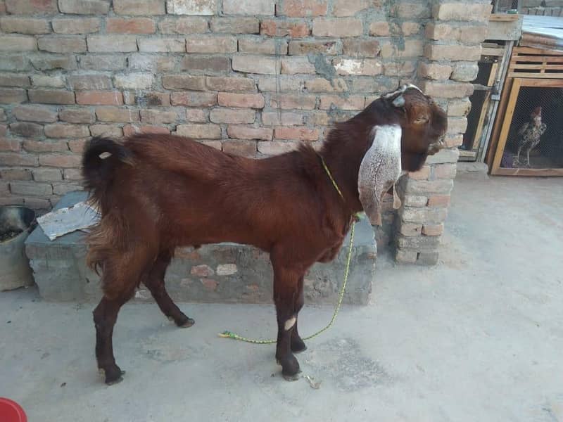 bakra 0