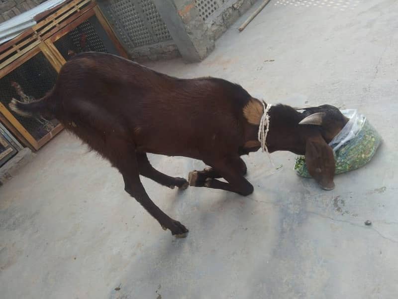 bakra 1