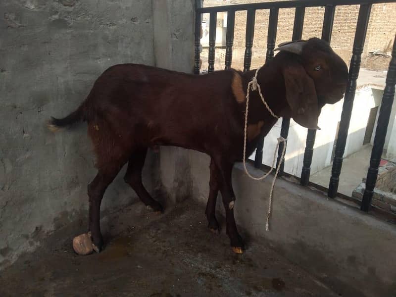 bakra 2