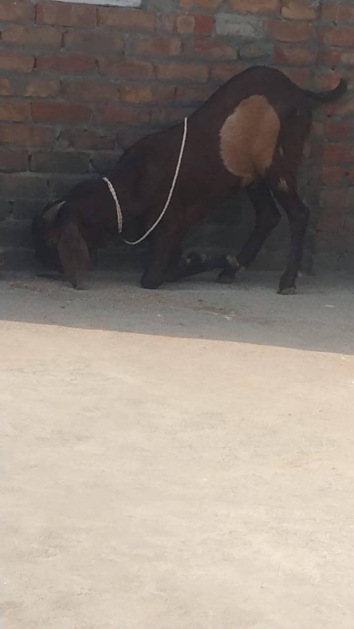 bakra 3