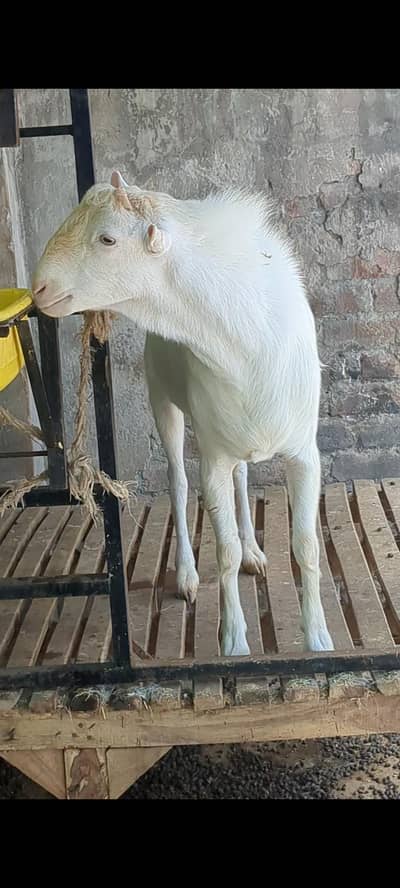 2 Dant Tedda Bakra