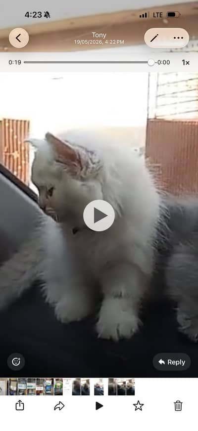 Persian kitten triple coated for sale