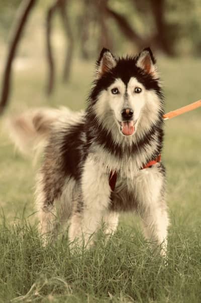 siberian