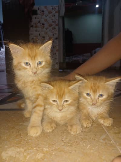 Brown persian female kitten for sale (3 hy all are females)