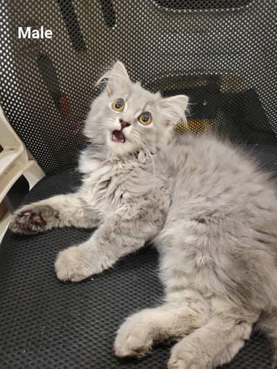 2 MALE & ONE FEMALE | PERSIAN TRIPLE COAT | PARENTS VACCINATED.